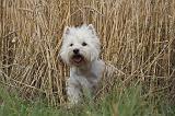 WESTIE 353